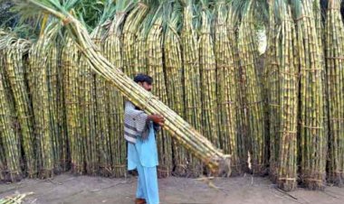 Sugarcane Farmers in Karnataka Rise in Protest: The Battle Over Fair Prices